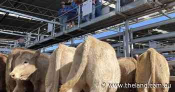 Sell or grow them out?