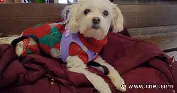 Today Is National Pet Day: Spoil Your Furry Friends With These Deals     - CNET