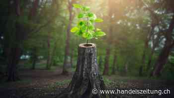 Wegweisende externe Prüfung