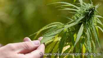 Cannabis-Freigabe: Ampel schränkt Pläne deutlich ein