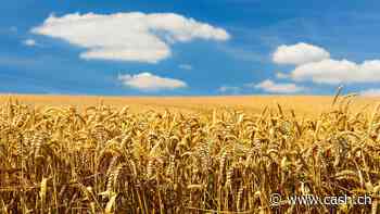 Russland droht mit Ende des Getreide-Abkommens