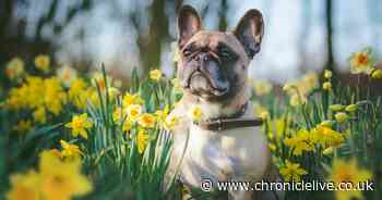 Hay fever symptoms in dogs and what to do if your pet has a pollen allergy