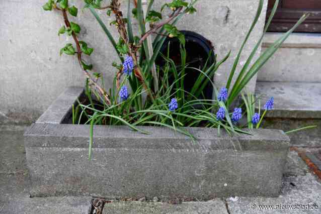 Gratis Velt-workshop moet boost geven aan geveltuintjes