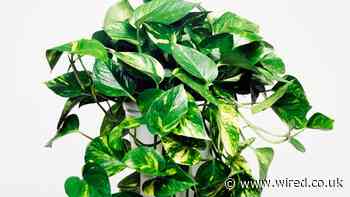 Genetically Modified Houseplants Are Coming to Clean Your Air