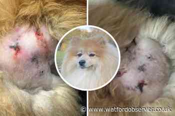 'Vicious dog attack as pet and owner bit in Oxhey Road'
