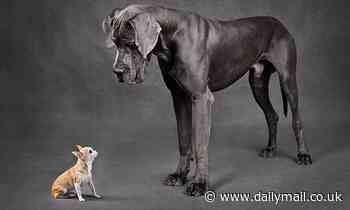Why small dogs like Chihuahuas live LONGER than big breeds like Great Danes, according to science