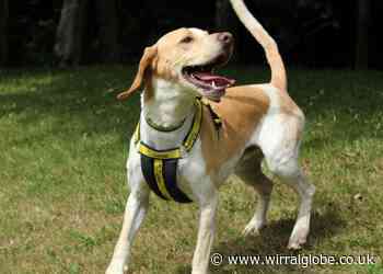 Wirral Globe dog of the week: Maverick needs a forever home