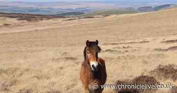 Rare ponies escape Northumberland nature reserve after visitors leave gate open