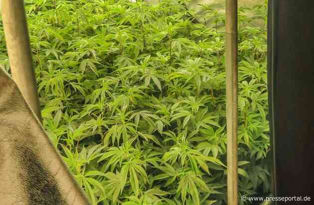 POL-WE: Markanter Marihuana-Geruch entlarvt Indoor-Aufzuchtanlage in Karben