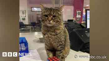 Cat who comforted A&E patients could get statue
