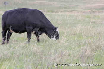 Preventing grass tetany in the lactating beef cow