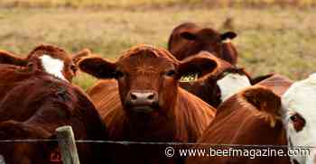 Fed Cattle Supplies
