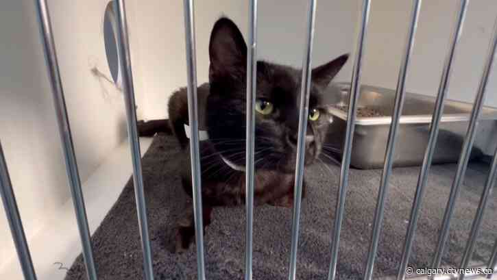 Calgary Humane Society cuts adoption fee for black cats