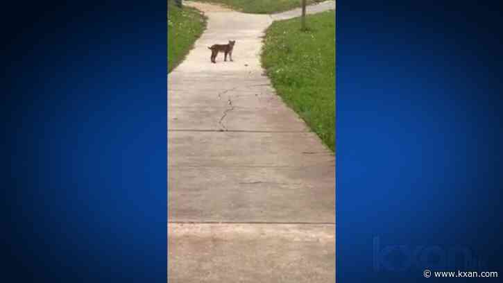 VIDEO: Bobcat spotted in Plum Creek neighborhood in Kyle