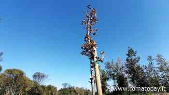 A Monte Antenne gli alberi piantati da Gualtieri sono già secchi