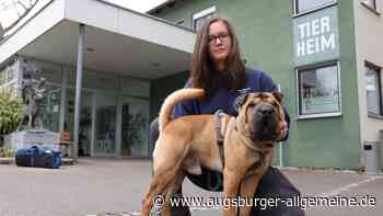 Augsburger Tierheim muss Preise drastisch erhöhen