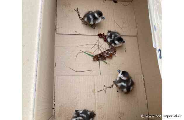 POL-DA: Rüsselsheim: Entenfamilie nach Autobahnvollsperrung wieder vereint