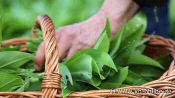 Bärlauch als Pesto, Pfannkuchen oder Croissant – drei einfache Rezepte