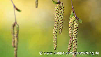 Hasel, Birke und Co.: Welche Pollen im April fliegen