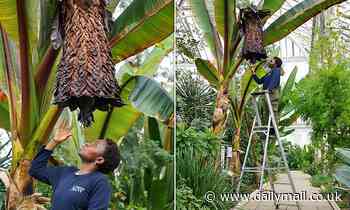 Ethiopia's remarkable 'wonder crop' flowers for the first time at Kew Gardens
