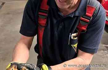 FW-M: Eichhörnchen-Rettung dauert 2,5 Stunden (Am Moosfeld)