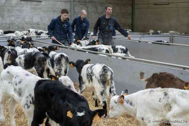 Zaakvoerder Kempense Exportstal reageert op beelden van vermeende dierenmishandeling: “Wij hebben niks te verbergen”