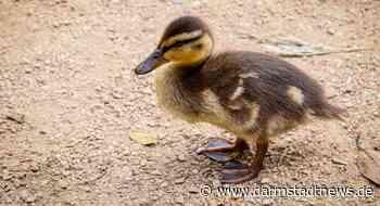 Rüsselsheim: Entenfamilie nach Autobahnvollsperrung wieder vereint