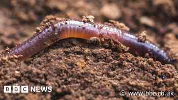 Why robotic worms could one day dig beneath your feet