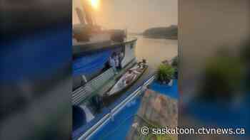 'Nothing really there that's inhibiting their growth': Sask. research student catches photo of 200-pound fish