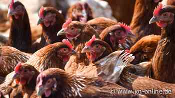 China: Erster Todesfall durch Vogelgrippe-Virus in China