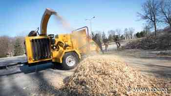 From woodchips to pulp: what's happening to Montreal trees felled by ice storm