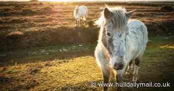 'Antisocial' day-trippers risk £1k fine for touching famous ponies