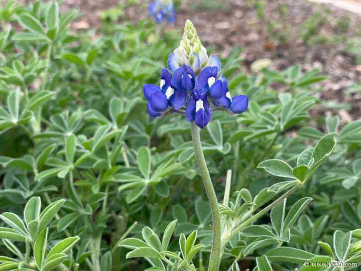 Lady Bird Johnson Wildflower fundraiser aims to inspire next generation of conservationists