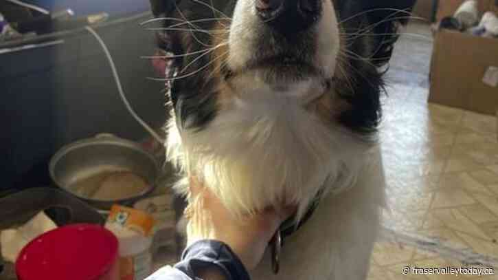 Pet arrives home, dog-tired, after Alaskan sea-ice odyssey