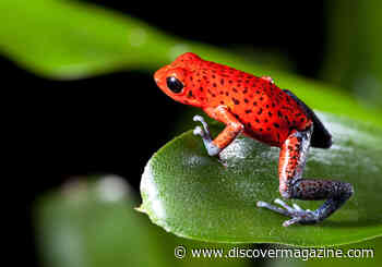 How Do Animals Evolve to Be So Colorful?