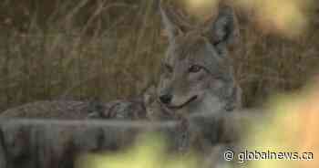 Coyote bounties introduced to Saskatchewan again. But are they effective?