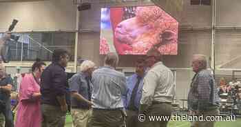 Merino champions at 2023 Sydney Royal Merino Sheep Show | Photos
