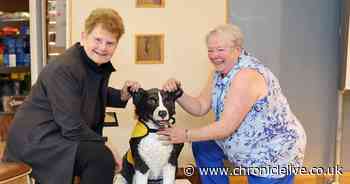 Rescue dog who brought joy to South Shields hospital patients honoured with statue