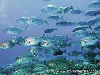 Study warns of Molokini islet overuse