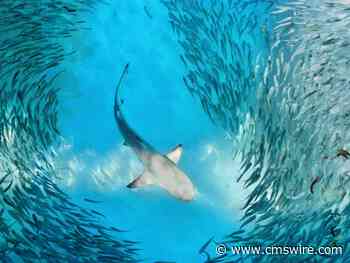 As AI Gets Better, Could It Swallow the Companies Building With It?