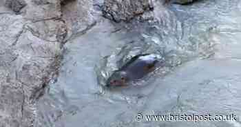 Beaver filmed exploring bank under Bedminster Bridge in Bristol