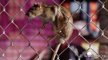 TikTok video of rat-filled alley in Vancouver spurs debate about pest control