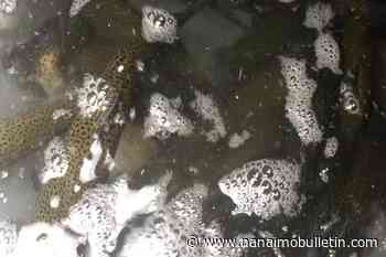 Engineering firm fined $1M over B.C. spill linked to 85 trout deaths