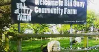 Sadness as hamster in cage dumped in bin at Gateshead family farm