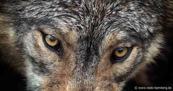 Nach Rekordwanderung: Wolf in Ungarn von Jäger erschossen