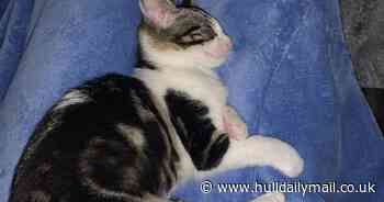 Cat almost lost leg in mysterious accident as PDSA steps in to fund surgery