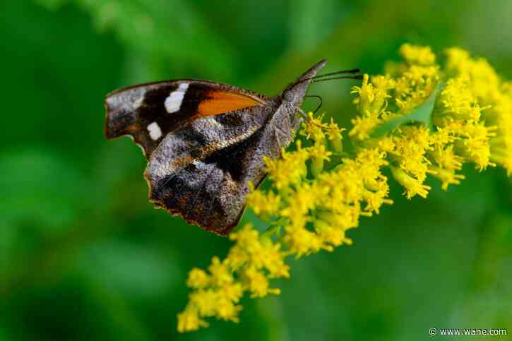 Fort Wayne gardening expert gives helpful tips for planting flowers in April