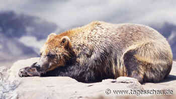 Wie Braunbären bei der Thromboseforschung helfen