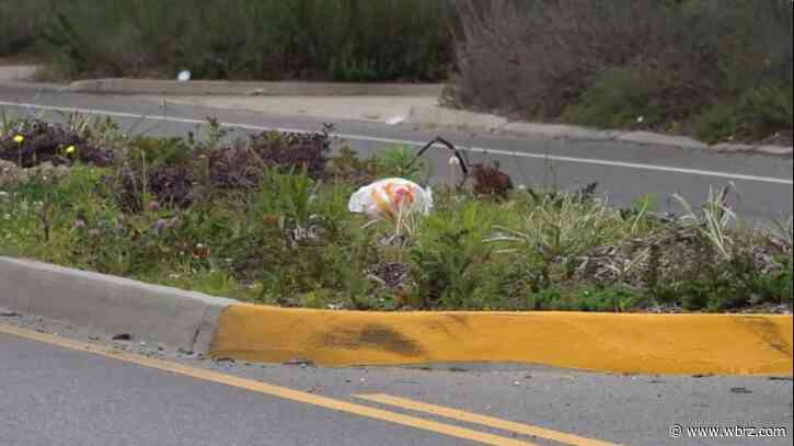 Government Street medians turning into an eyesore, unclear when they'll be fixed up