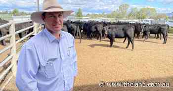 Scone weaner sale back after six-year break